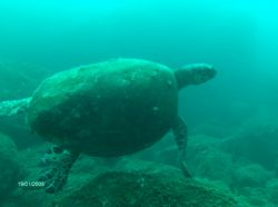 turtle by Kaj Toivola 